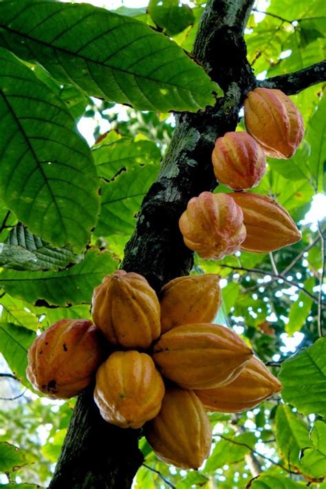 During the fall, mesquite trees grow long, tubular pods that contain beans. Do You Know What Your Favorite Foods Look Like While Growing?