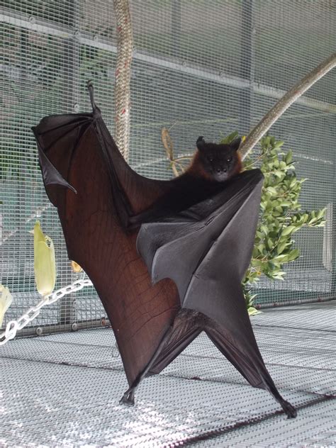 Flying Fox Bat Cute Bat Fox Bat Bat