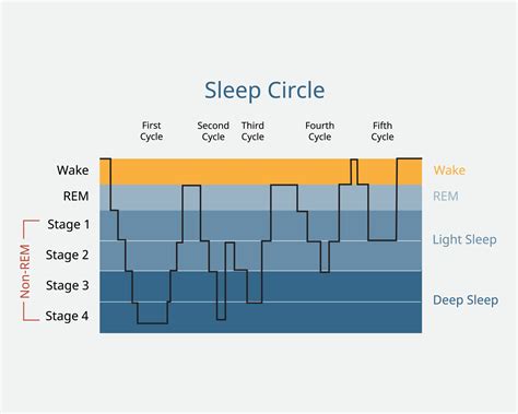 Stages Of Sleep Psychology Cycle Sequence