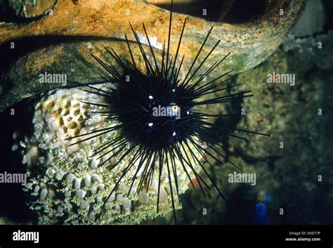 Long Spined Black Sea Urchin Diadema Sp Diadematidae Stock Photo Alamy