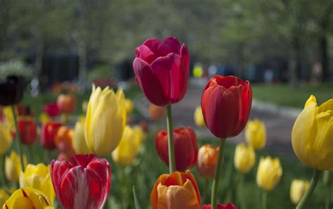 Why not also check out the floral images. Free Images : petal, floral, tulip, flora, flowers, tulips ...