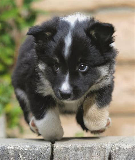 Puppies are beguiling and exhibit a desire to please from a very young age. Vinlands Icelandics: Icelandic Sheepdog Puppies