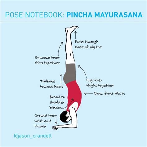 Pincha Mayurasana Forearm Balance Cheat Sheet Jason Crandell Yoga