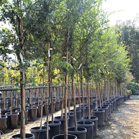 Открыть страницу «evergreen elm, inc» на facebook. Ulmus parvifolia 'Drake' - Chinese Elm - Mid Valley Trees