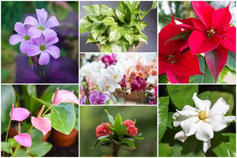 Easy To Grow Indoor Flowering House Plants For Beginners