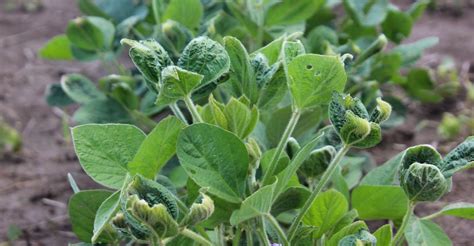 Have Dicamba Drift Damage Heres What You Can Do
