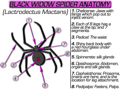 How To Kill Black Widow Spiders Hubpages