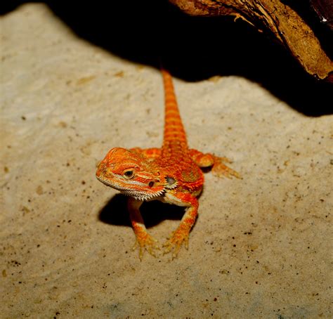 Free Images Watch Animal Dry Orange Amphibian Scale Fauna