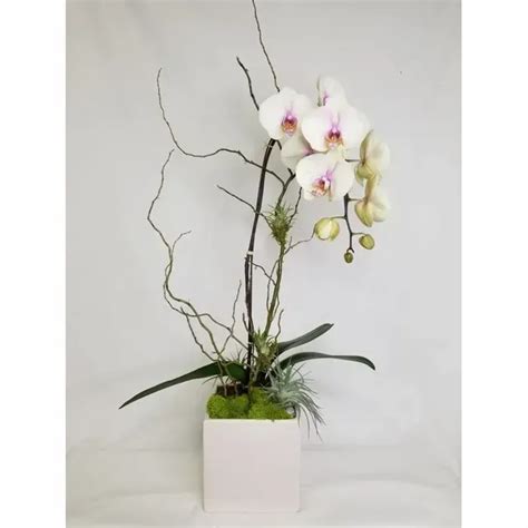 Orchid Plant Seattle Florist Flower Lab Local Flower Delivery