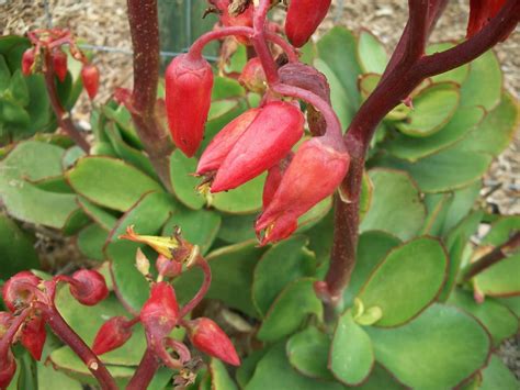 With a large variety of plants to choose from, we promise to never ship the. Al's Plants For Sale: Flowering Succulents