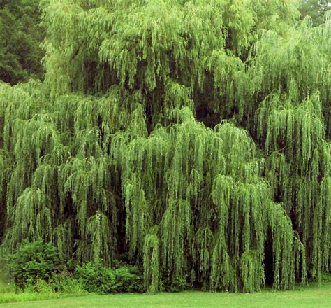 Weeping Willow — Altums — Garden Center — Zionsville In