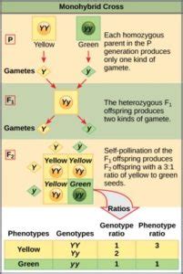 12.4 Monohybrid Cross and the Punnett Square – Mt Hood Community