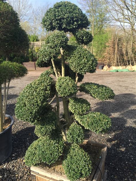 They are a little different than the accordion folded method. Topiary Clouds & Topiary Pom-poms — Crown Topiary, Topiary ...