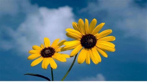 Wallpaper Bunga Matahari Sunflower Images Hd 1600x1000 Download