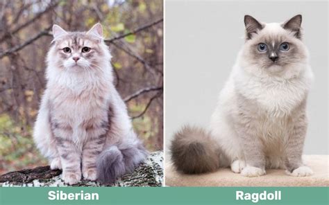 Siberian Cat Vs Ragdoll Cat Whats The Difference With Pictures