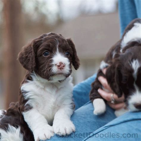 Browse thru our id verified puppy for sale listings to find your perfect puppy in your area. Springerdoodle puppies are soooo cute!! | Toy dog breeds ...