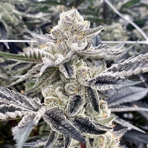 Gorilla Glue Feminized Seeds The Seed Connect