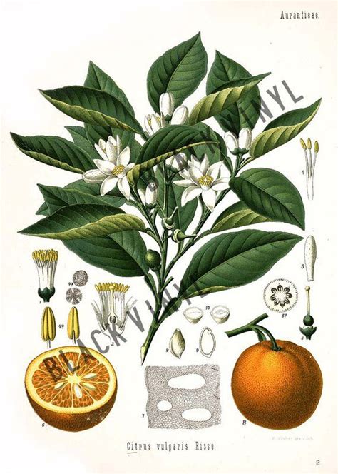 Antique Orange Fruit Print Oranges Illustration Art Print Botanical