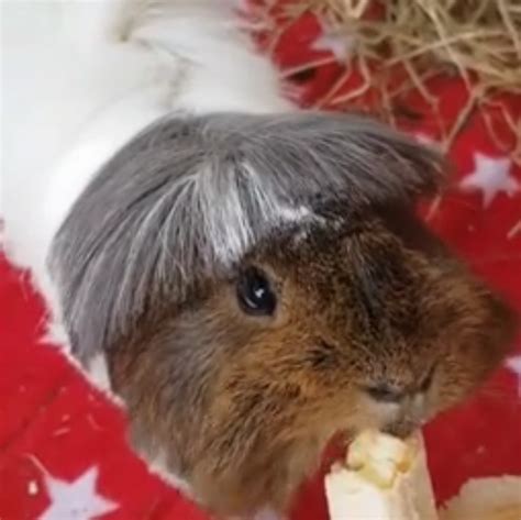 Bangs The Latest Guinea Pig Haircut Trend