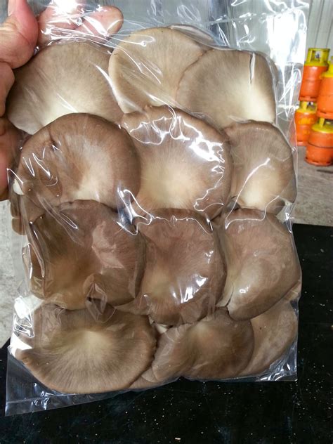 See more of cendawan tiram kelabu (oyster mushroom) on facebook. GREEN OPTIMAL RESOURCES : Cendawan Tiram Kelabu yang segar