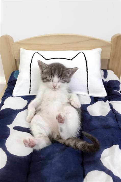 Cat Bed Pillow Cat Toys Organic Catnip Ikea Hacks Cat T For Cat