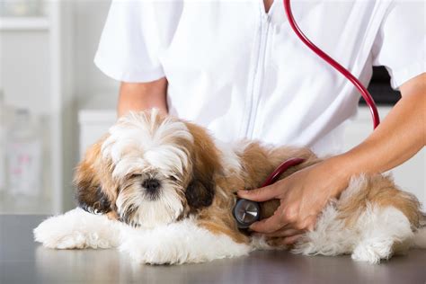 How To Treat Respiratory Infection In Dogs