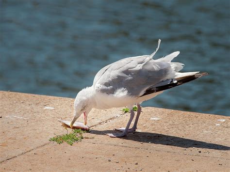 A Common European Herring Gull Eating Fish Photograph By Stefan Rotter