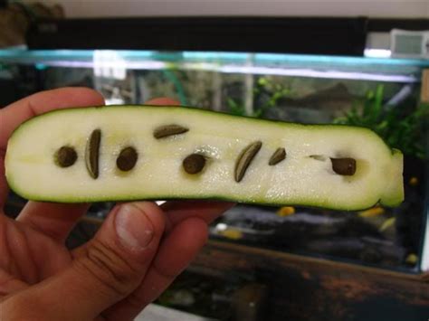 How to sink zucchini in a fish tank. Zucchini Pleco Treat | Pleco fish, Fresh water fish tank ...