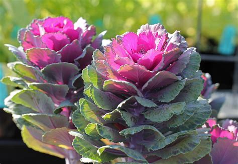 Kale Crane Red Flowering Kale Buy Online At Annies Annuals