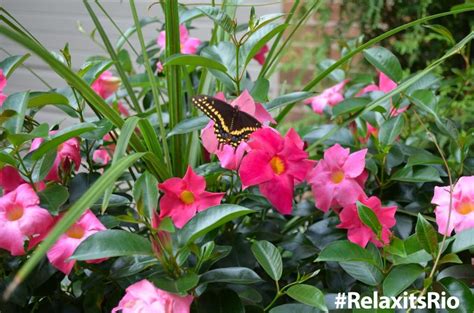 Hummingbirds are not just attracted to flowers. Looking to attract hummingbirds and butterflies to your ...
