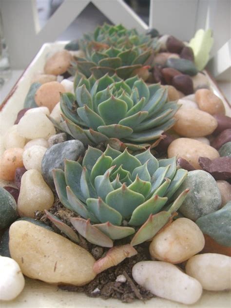 Indoor gardening in a manufactured home | mobile home living. Succulent Plant indoor rock garden #succulents ...