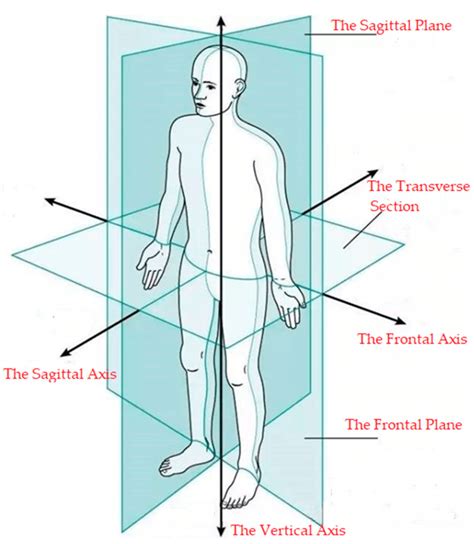 Fundamentals And Basic Axes Of The Human Body Download Scientific