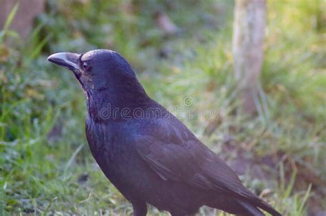 A Common Crow On The Grass Stock Image Image Of Grass Water 241785533