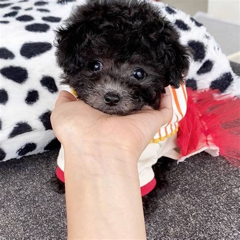 Teacup Poodle Puppies For Sale Near Me Under 300 Dollars Hunde
