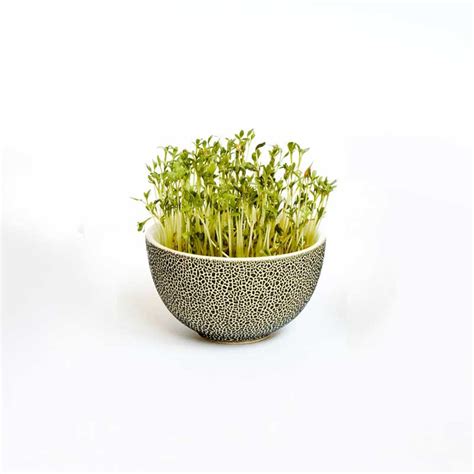 About Us - Urban Farming Concepts