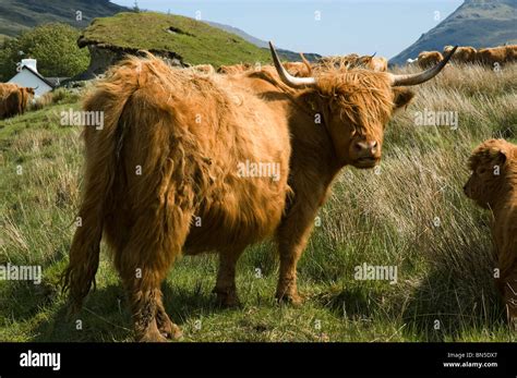 Highland Cow In Glen Forsa Isle Of Mull Scotland Uk Stock Photo Alamy