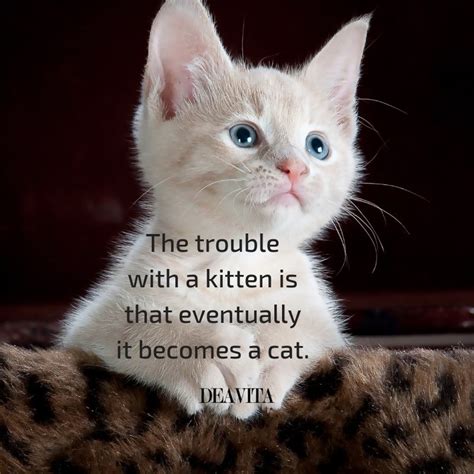 Cute Kitten Pictures With Quotes 25 Cute Cat Images With Quotes For