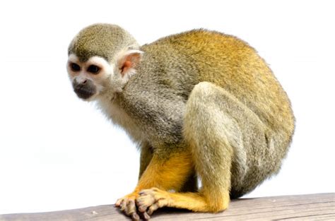 Squirrel Monkey Free Stock Photo Public Domain Pictures