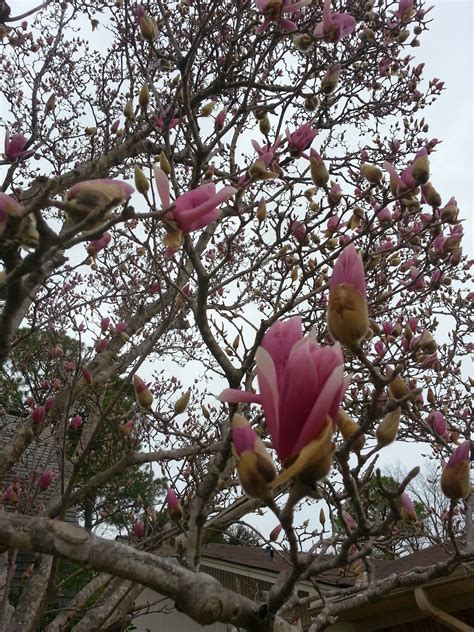 Magnolia planting care and trimming magnolia trees. Rockhounding Around: My Japanese/ Tulip magnolia tree ...