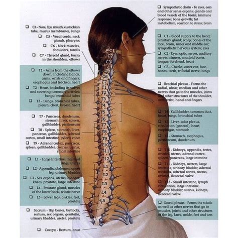 Nerve Chart Chiropractic Care Body Health Massage Therapy