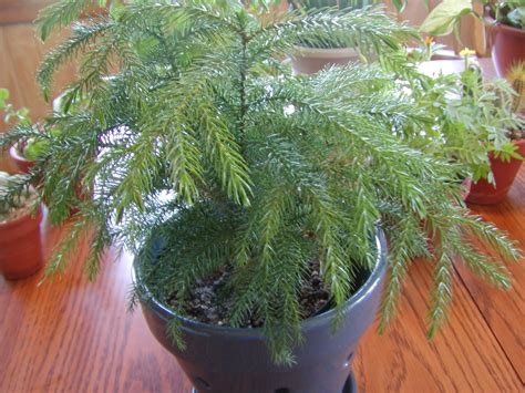 Houseplant Care Guides Norfolk Island Pine 101