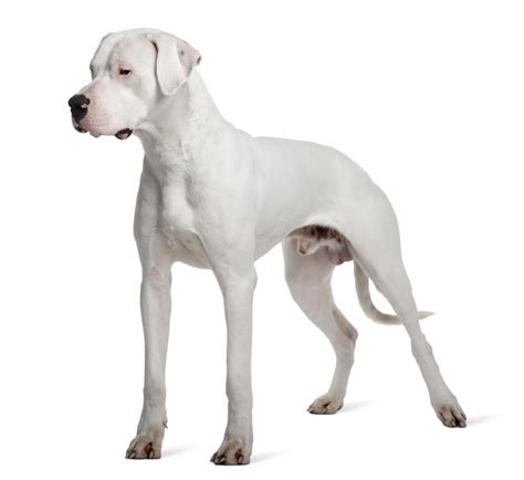 Everything About Your Dogo Argentino Luv My Dogs