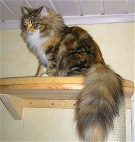 They have raised cats for. The Siberian