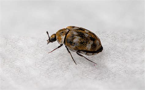 Carpet Bugs Vs Bed Bugs How To Tell The Difference Between The Two