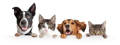 Providing certified professional pet care services. 311 Pet Quotes — Best Pet Quotes