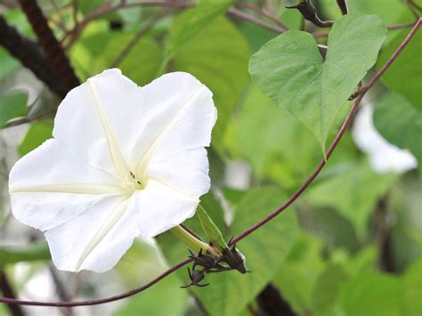 See more ideas about moonflower vine, caladium, planting flowers. Versatile Vines | HGTV