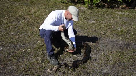 Florida Everglades 5000 Pythons Removed Took Many Years To Do Narcity