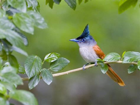 Top 25 Wild Bird Photographs Of The Week 41 Có Hình ảnh