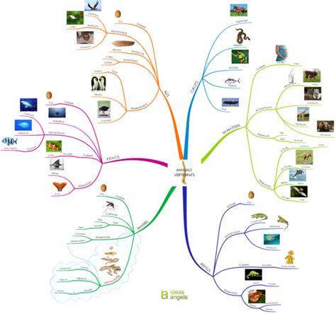 Els Animals Vertebrats The Vertebrates Complete Version Imindmap