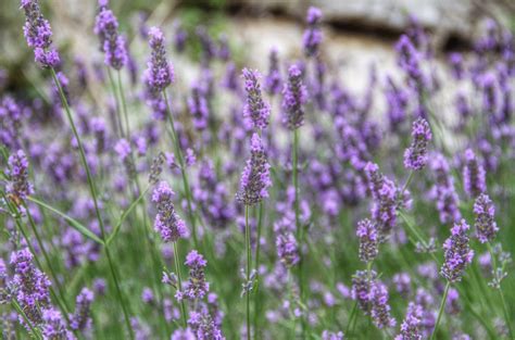 Lavender Facts What To Know About Lavender
